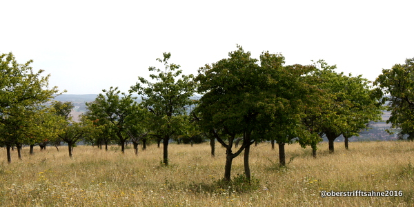 Streuobstwiesen in Deutschland