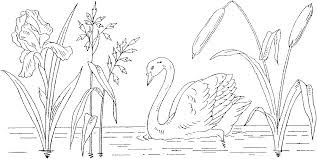 Swans Coloring Pages On River