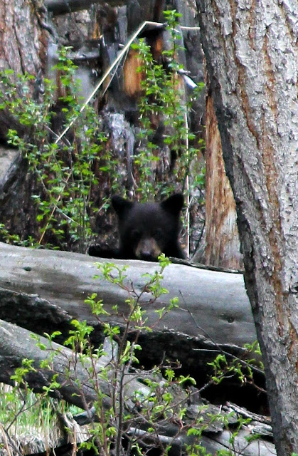 peek-a-boo, black bear, Yellowstone, http://bec4-beyondthepicketfence.blogspot.com/2016/05/work-hard-play-hard.html