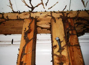 termite control services