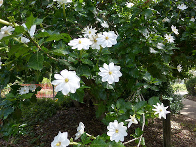 Gardenia thunbergia - Tree gardenia - White gardenia care and culture