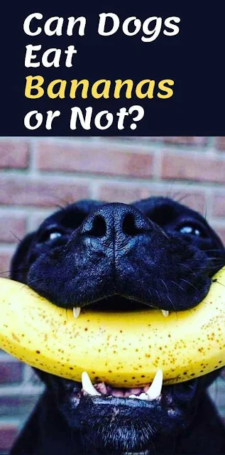Can Dogs Eat Bananas or Not