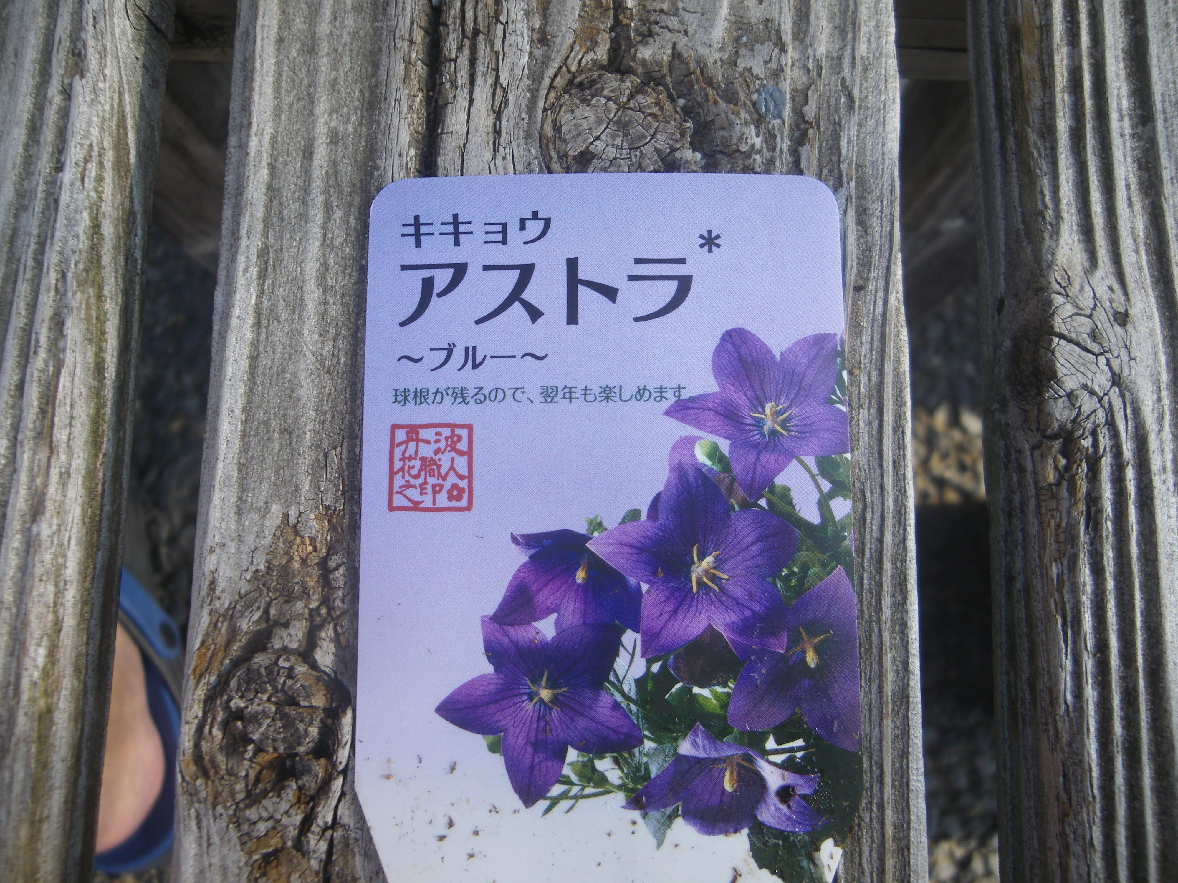 キキョウ 桔梗 の育て方 小さな鉢植えで紫色の美しい花を楽しむ メダカの大工