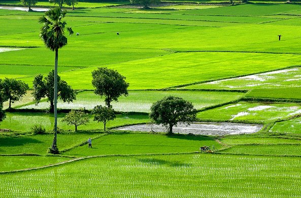 Rice Fields 