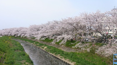 岩倉桜まつり 五条川