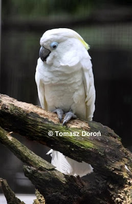 Cacatúa oftálmica: Cacatua ophthalmica