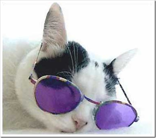 catSunglasses