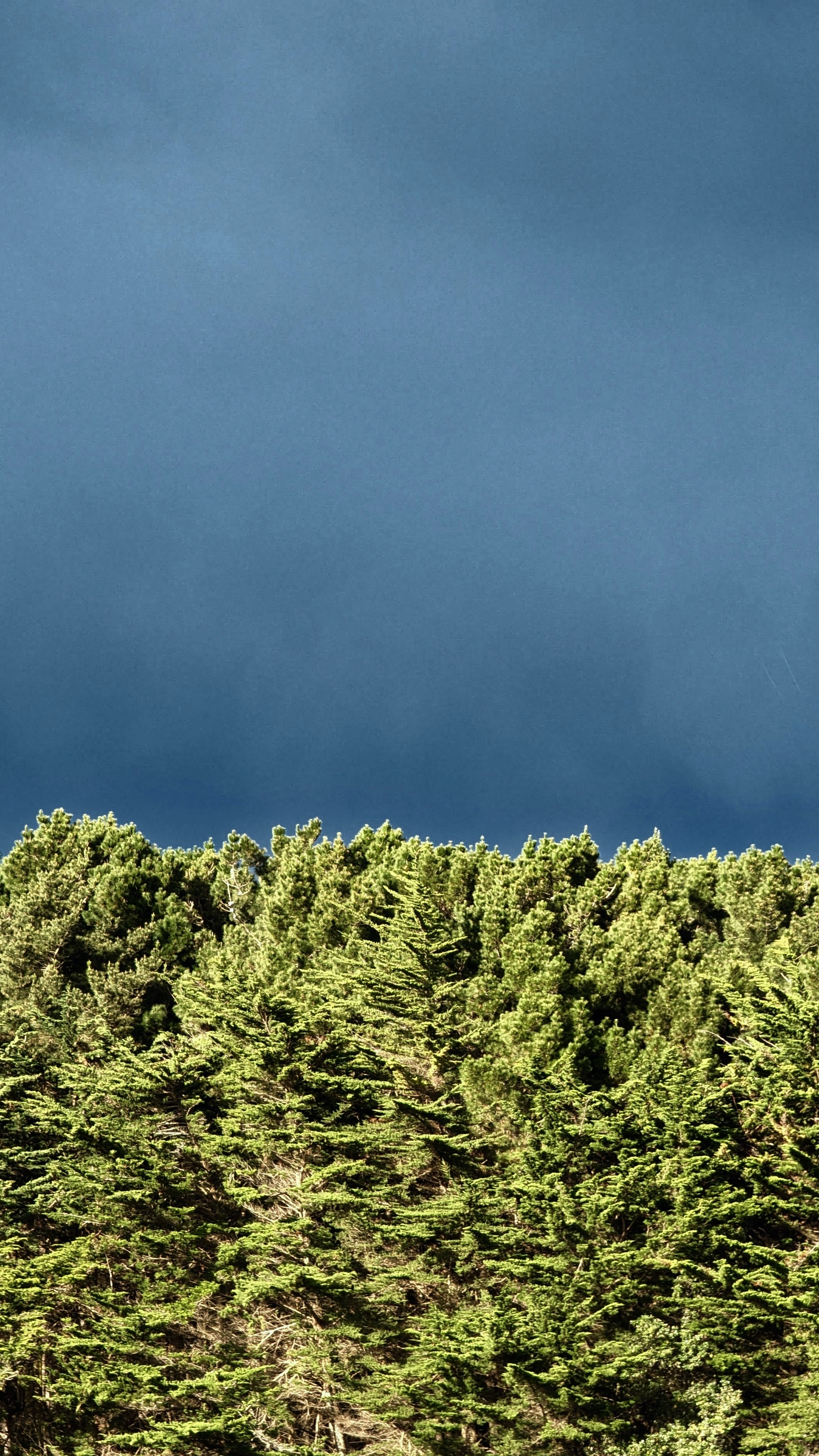 Dark gun blue cloud filled sky contrasting against sunlit green forest tree line
