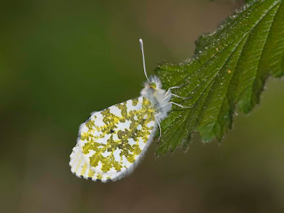 Orange Tip