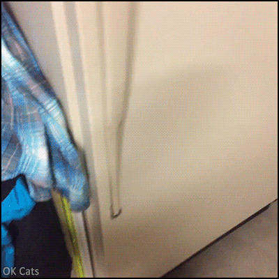 Funny Cat GIF • 2 Kittens hiding in a closed refrigerator. They are cute frozen and...clumsy! [ok-cats.com]