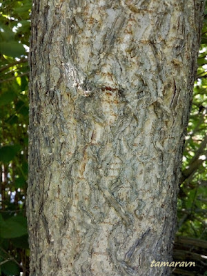 Конский каштан голый / Конский каштан гладкий (Aesculus glabra)