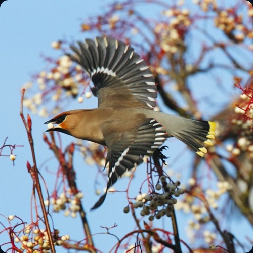 Amazing Beauty of Waxwing Birds5