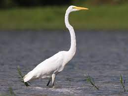 birds name in hindi