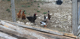 The birds gather, waiting for their bread