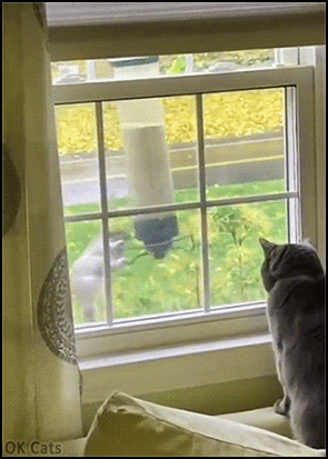 Hilarious Cat GIF • Blue cat mesmerized by crazy squirrel spinning on bird feeder! [ok-cats.com]