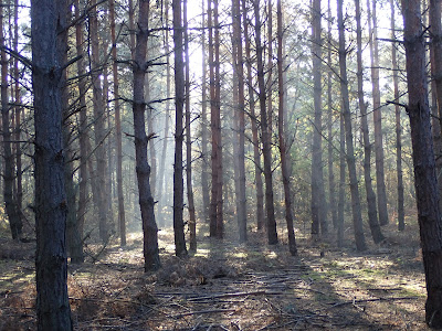 grzyby 2018, grzyby w październiku, grzyby na Ponidziu, koźlarze, podgrzybki