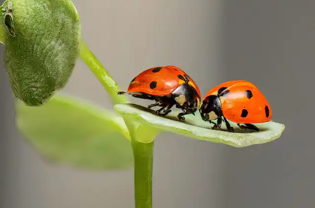 101 Facts about Ladybugs: Discovering the Wonders of These Colorful Creatures