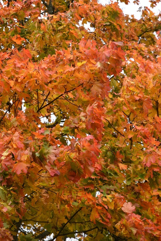 DSC_6078l