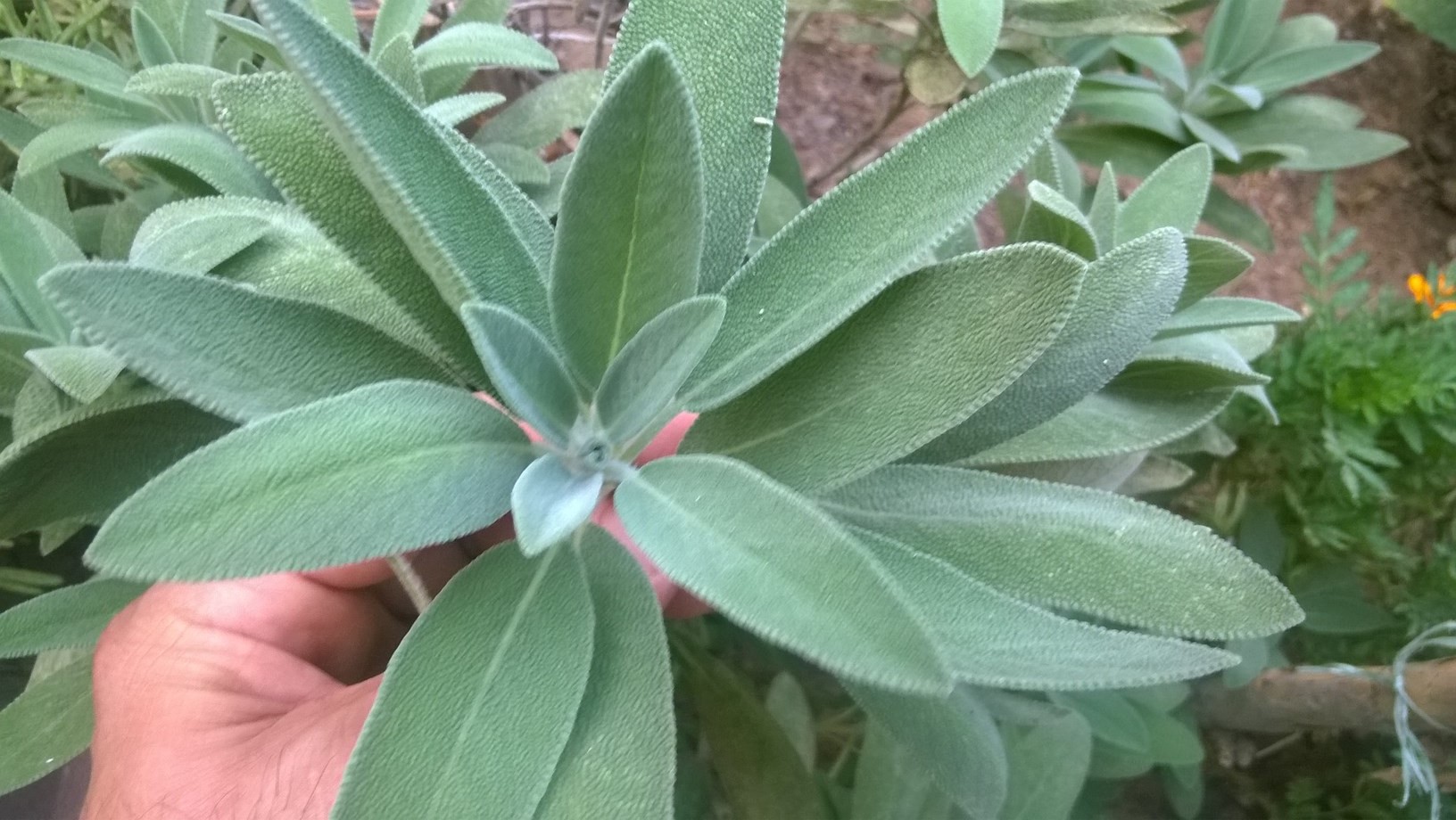 In medicinal lore, salvia has one of the longest histories of use of any medicinal herb, though it has naturalized in many places throughout the world. It has a long history of medicinal and culinary use, and in modern times as an ornamental garden plant.