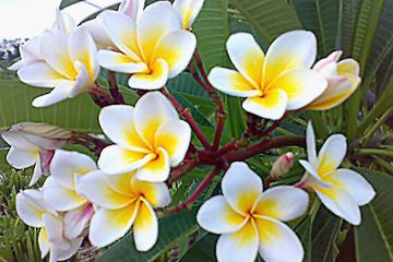 tumbuhan kaya obat Manfaat Bunga Kamboja untuk Kesehatan