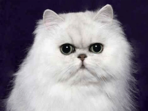 Ekspresi DP Muka Kucing foto untuk Update Status Gambar Ekspresi DP Muka Kucing foto untuk Update Status Gambar