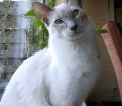 jual Foto Kucing Balinese