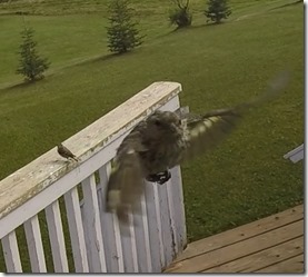 FeederFight3