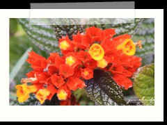 flower in Carmen Bohol
