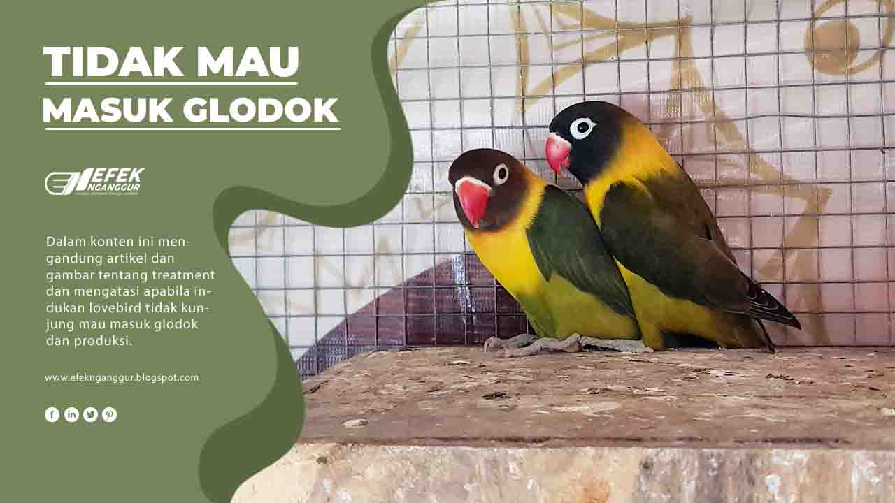 Lovebird Tidak Mau Masuk Glodok