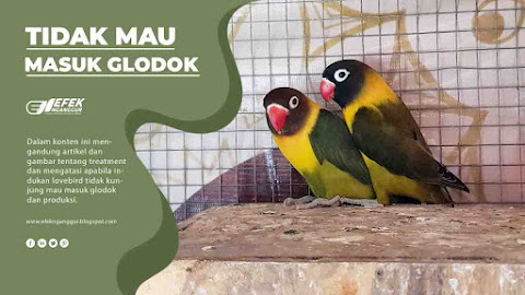 Tips Untuk Indukan Lovebird Tidak Mau Masuk Glodok