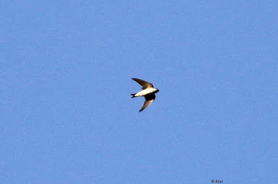 Common House-Martin