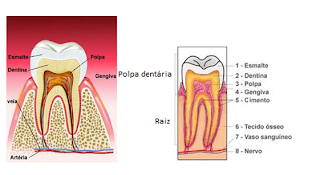 Resultado de imagem para dentes  morfologia