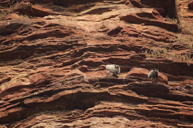 Indian vulture or long-billed vulture देशी गिद्ध (Gyps indicus)