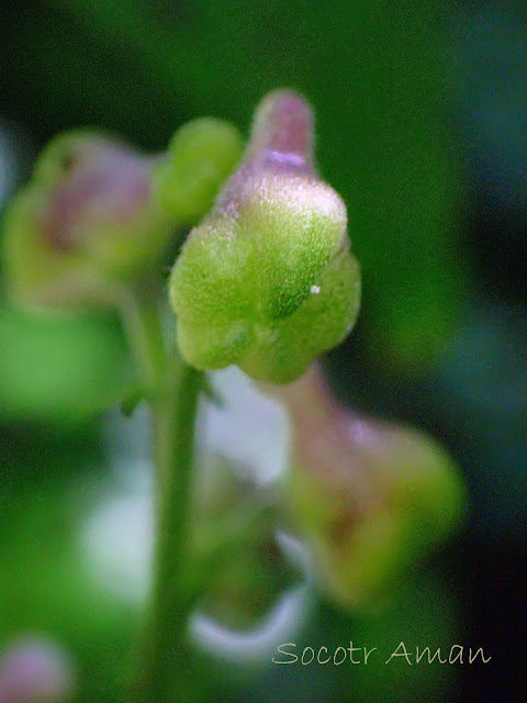 Aconitum fudjisanense