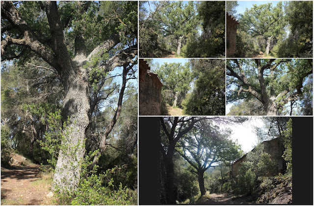 ARBRES SINGULARS A L'ALBÀ-AIGUAMÚRCIA-ALT CAMP, Roure de Cal Bernat I