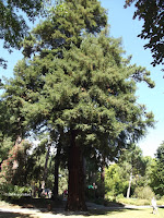 Sequoia coast redwood - Christchurch Botanic Gardens, New Zealand