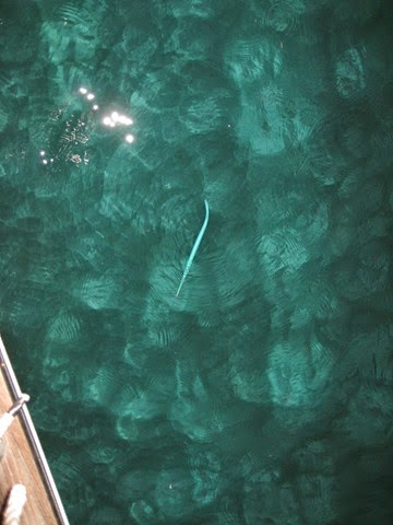 BVI (455)