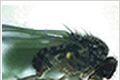 ✔ Lalat Buah (Drosophila)