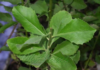 Bluntas ( Pluchea Indica L)