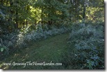 Shady Natural Pathway