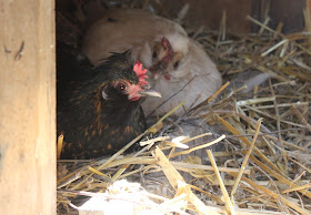 Two half Polish hens laying eggs together