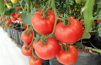 usaha perkebunan, peluang usaha perkebunan, bisnis perkebunan, kebun hidroponik, hidroponik, tomat, kebun tomat