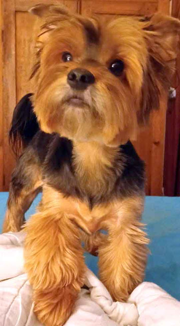 Yorkie male standing on a bed