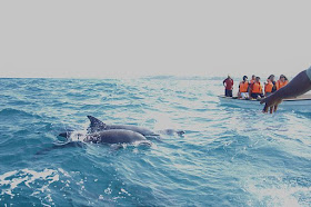 Dolphin Sighting in Zanzibar, Tanzania