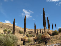 Пуйя Раймонди - экзотические растения Латинской Америки