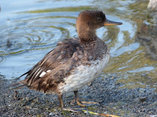 Lophodytes cucullatus - Harle couronné - Mergus cucullatus