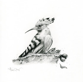 02-The-stripy-bird-Pencil-Drawings-Pina-Muscas-www-designstack-co