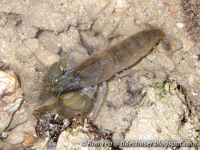 Snapping Shrimp (Alpheus sp.)