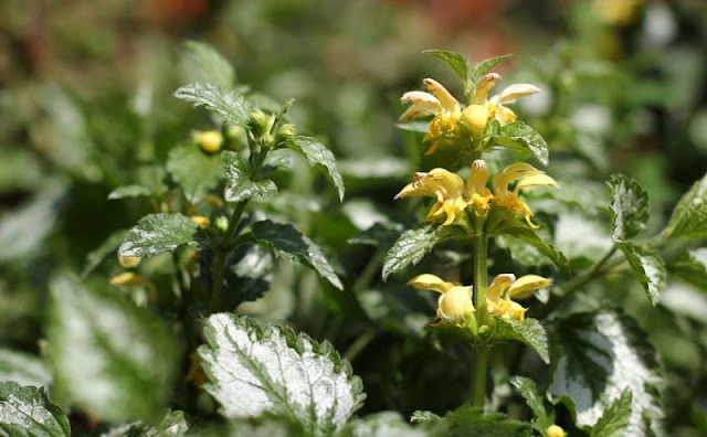 Yellow Archangel Flowers Pictures