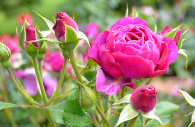 Robert L. Stanton Memorial Rose Garden